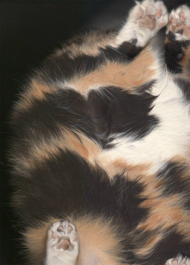 Bored Quarantined People Have Started Scanning Cats