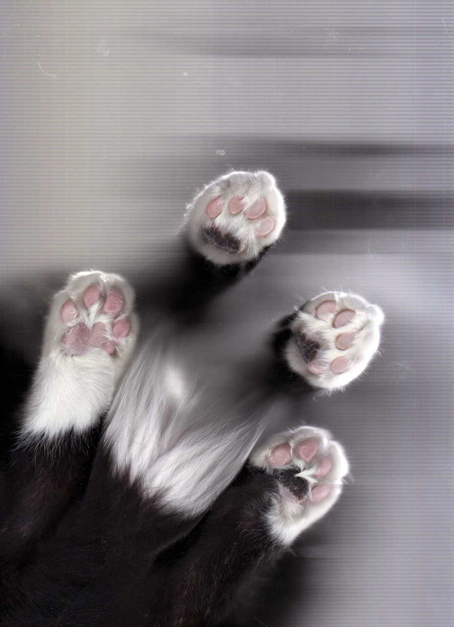Bored Quarantined People Have Started Scanning Cats