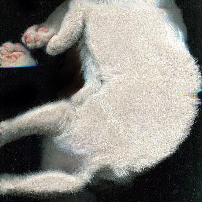 Bored Quarantined People Have Started Scanning Cats