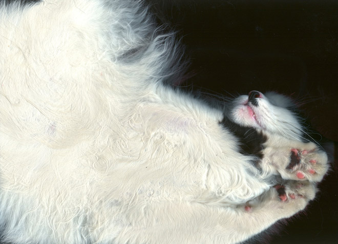 Bored Quarantined People Have Started Scanning Cats
