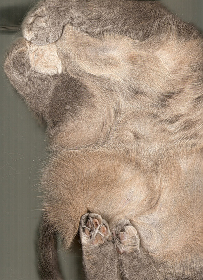 Bored Quarantined People Have Started Scanning Cats