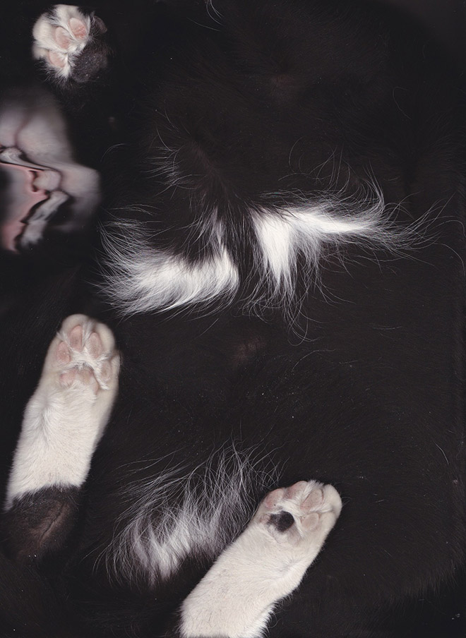 Bored Quarantined People Have Started Scanning Cats