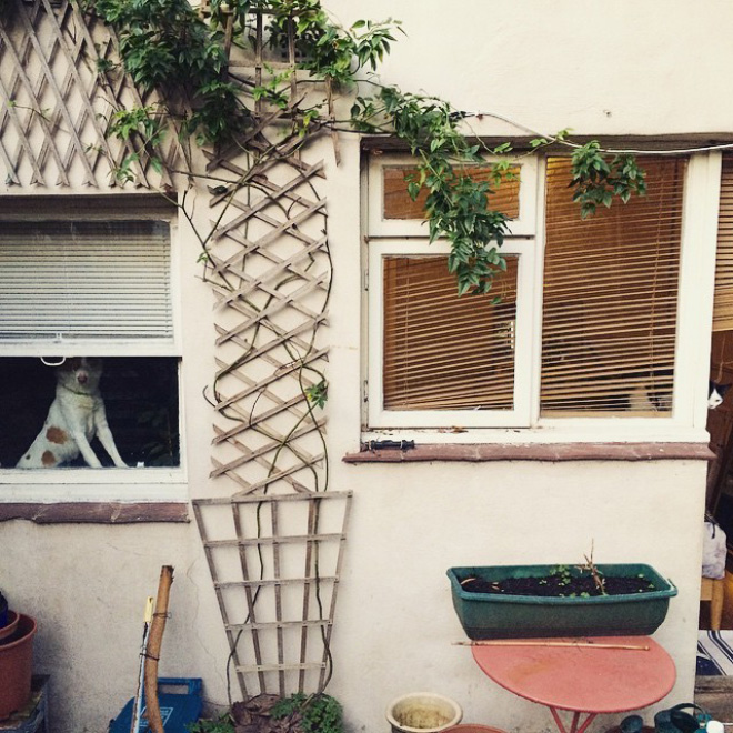 Bored Sitting at Home? Try To Find a Cat In Each Picture!