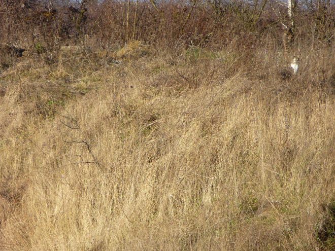 Bored Sitting at Home? Try To Find a Cat In Each Picture!