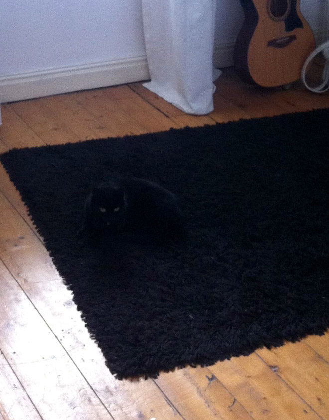 Bored Sitting at Home? Try To Find a Cat In Each Picture!
