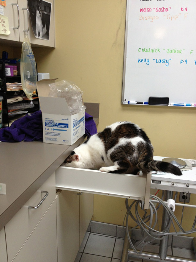 Brilliant Hiding Spots Cats Have Found While Avoiding The Vet