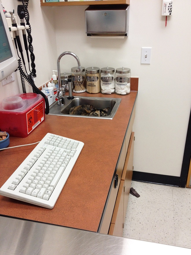 Brilliant Hiding Spots Cats Have Found While Avoiding The Vet