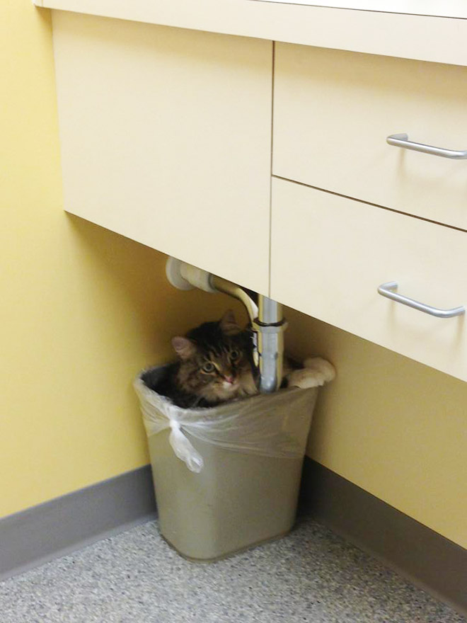 Brilliant Hiding Spots Cats Have Found While Avoiding The Vet