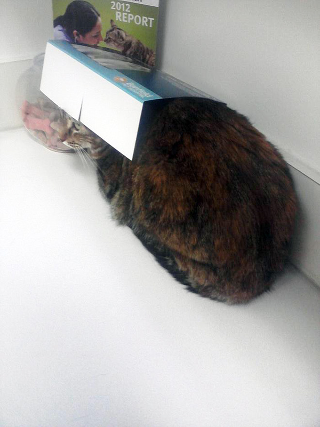 Brilliant Hiding Spots Cats Have Found While Avoiding The Vet