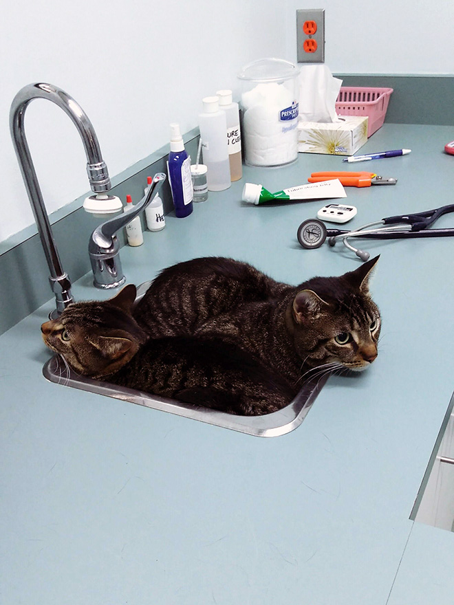 Brilliant Hiding Spots Cats Have Found While Avoiding The Vet
