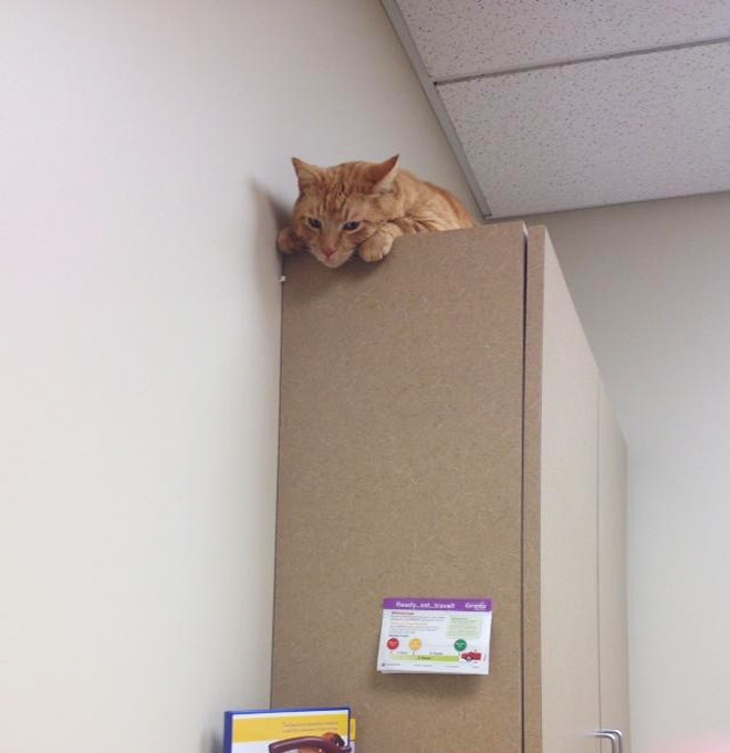 Brilliant Hiding Spots Cats Have Found While Avoiding The Vet