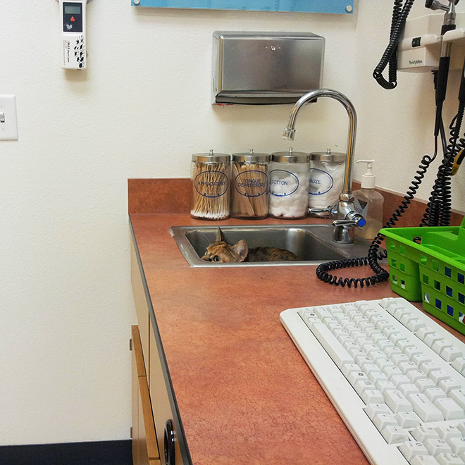 Brilliant Hiding Spots Cats Have Found While Avoiding The Vet
