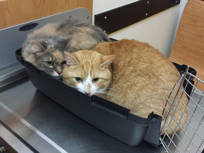 Brilliant Hiding Spots Cats Have Found While Avoiding The Vet