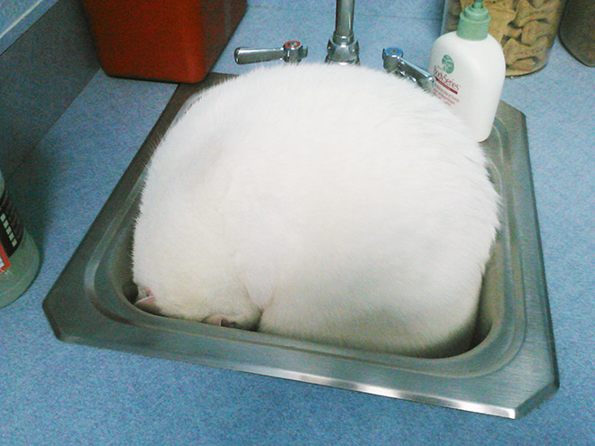 Brilliant Hiding Spots Cats Have Found While Avoiding The Vet