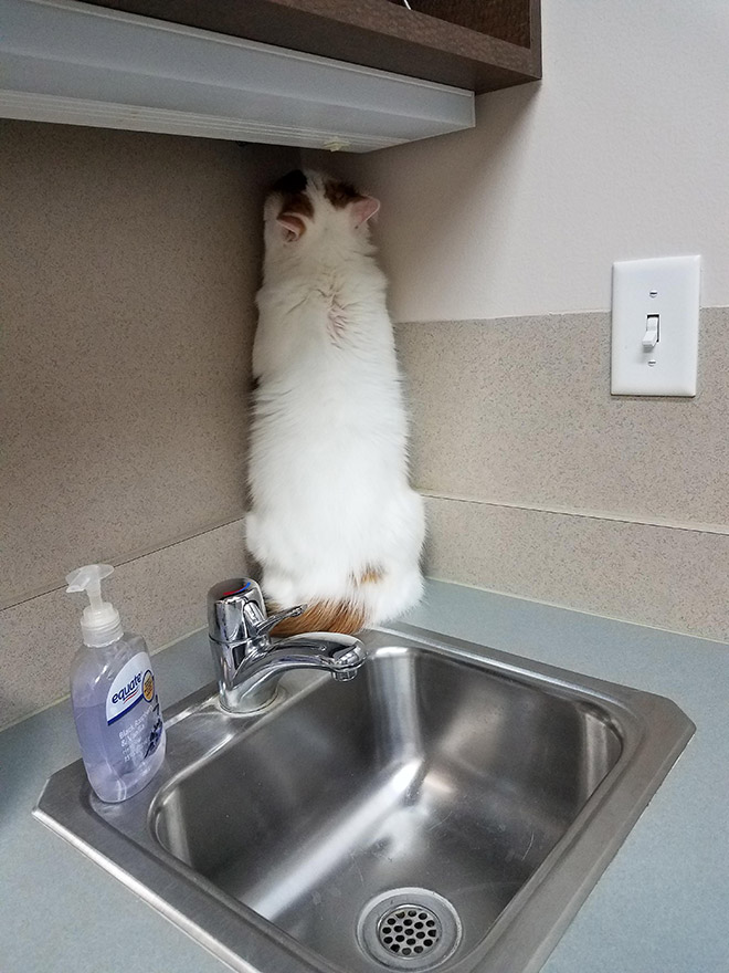 Brilliant Hiding Spots Cats Have Found While Avoiding The Vet