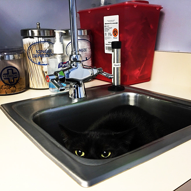 Brilliant Hiding Spots Cats Have Found While Avoiding The Vet