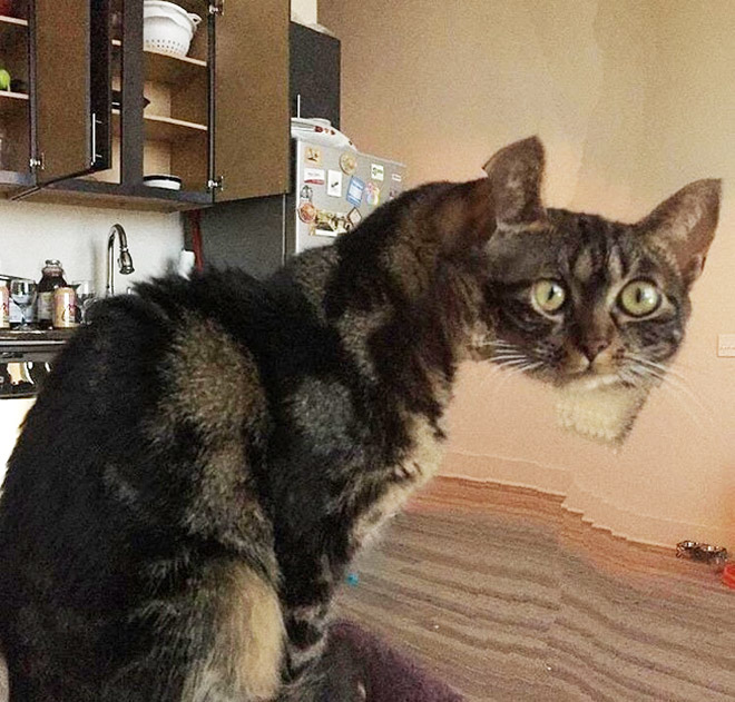 Cat Panoramic Photos Gone Hilariously Wrong