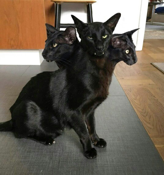 Cat Panoramic Photos Gone Hilariously Wrong