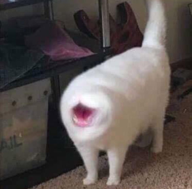 Cat Panoramic Photos Gone Hilariously Wrong