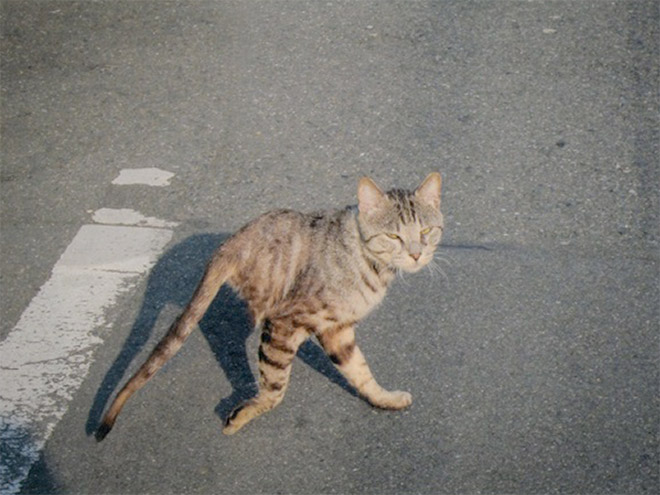 Cat Panoramic Photos Gone Hilariously Wrong
