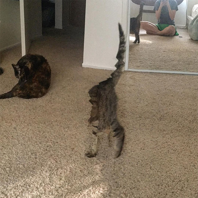 Cat Panoramic Photos Gone Hilariously Wrong