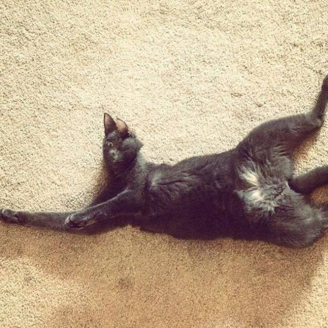 Cat Panoramic Photos Gone Hilariously Wrong