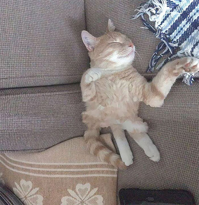Cat Panoramic Photos Gone Hilariously Wrong