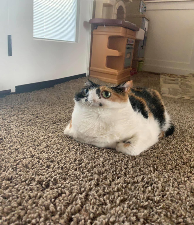Cat Panoramic Photos Gone Hilariously Wrong