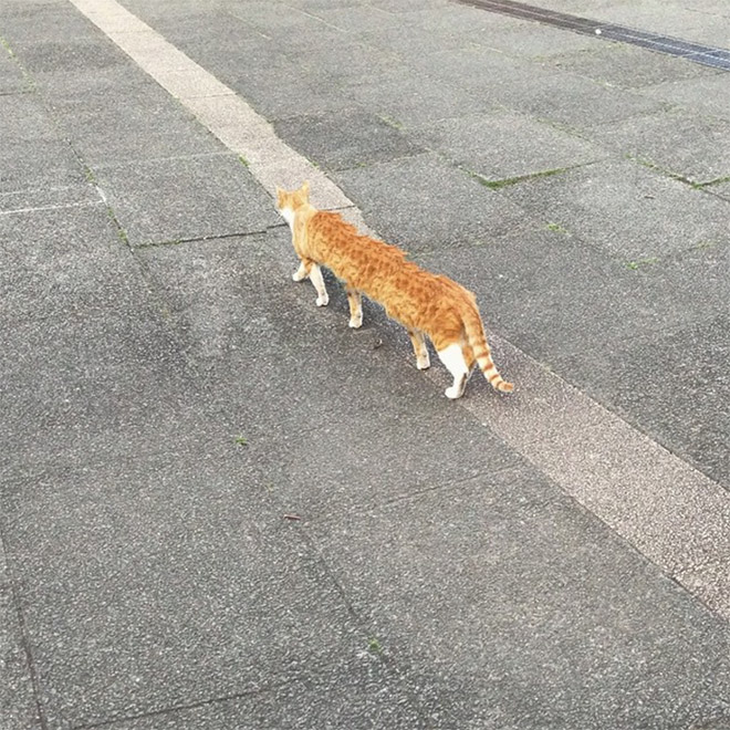 Cat Panoramic Photos Gone Hilariously Wrong