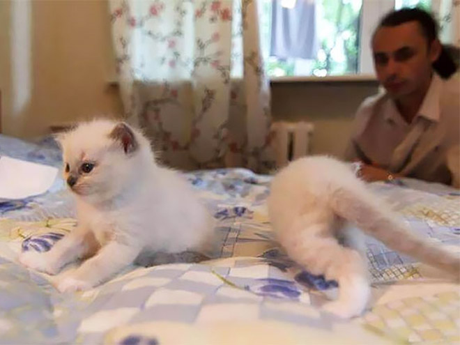 Cat Panoramic Photos Gone Hilariously Wrong