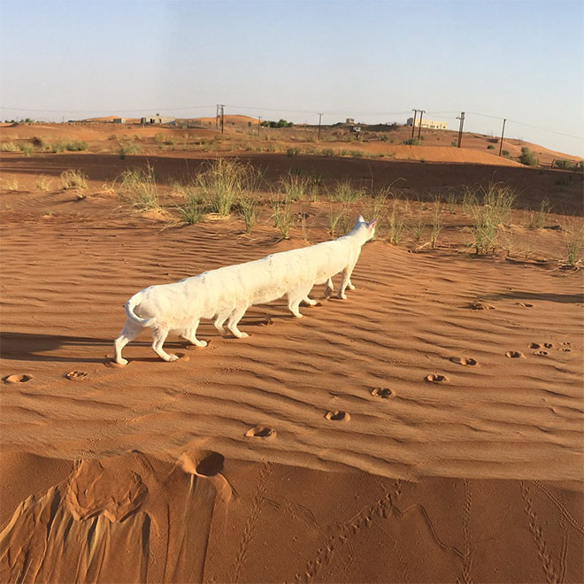 Cat Panoramic Photos Gone Hilariously Wrong