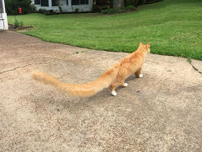 Cat Panoramic Photos Gone Hilariously Wrong