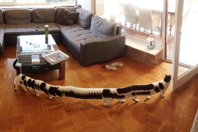 Cat Panoramic Photos Gone Hilariously Wrong