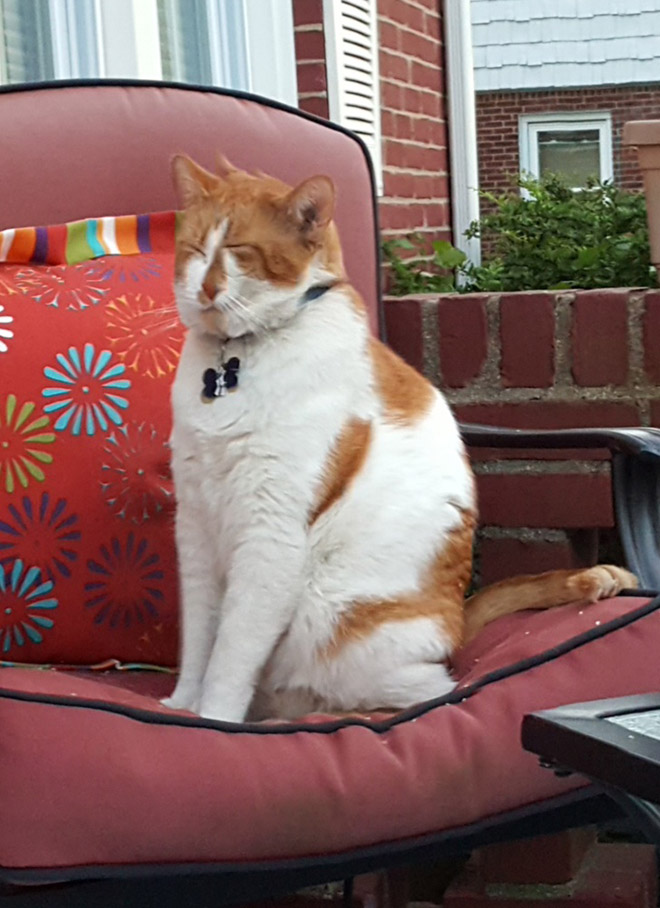 Cat Panoramic Photos Gone Hilariously Wrong
