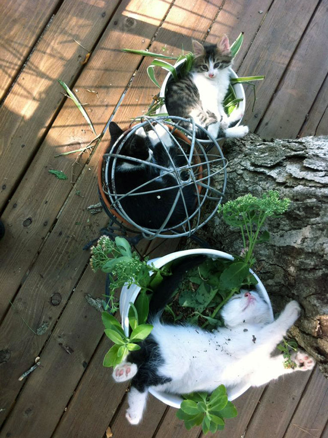 Cat Plants You Probably Shouldn’t Water
