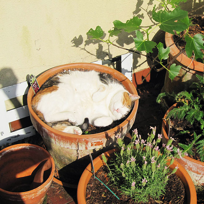 Cat Plants You Probably Shouldn’t Water