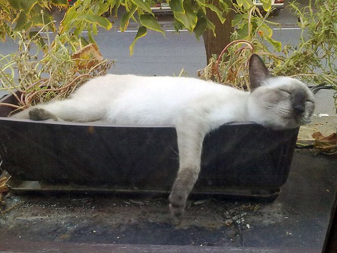 Cat Plants You Probably Shouldn’t Water