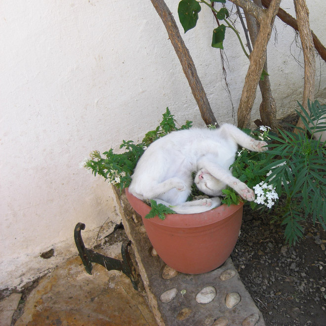 Cat Plants You Probably Shouldn’t Water