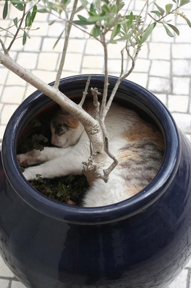 Cat Plants You Probably Shouldn’t Water