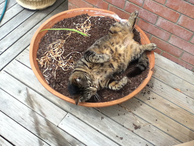 Cat Plants You Probably Shouldn’t Water