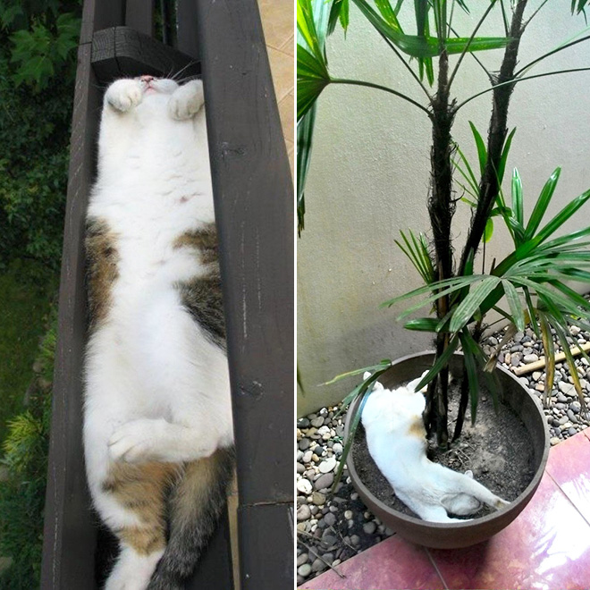 Cat Plants You Probably Shouldn’t Water