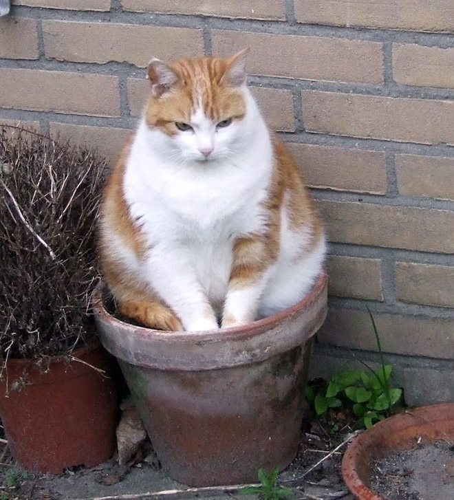 Cat Plants You Probably Shouldn’t Water
