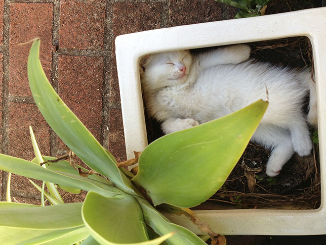 Cat Plants You Probably Shouldn’t Water