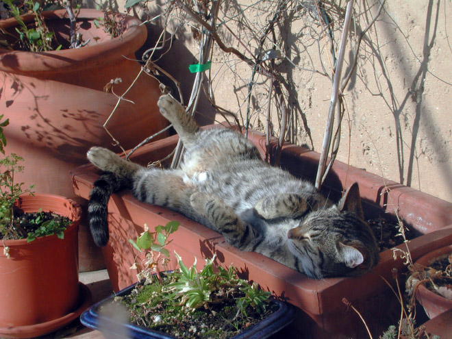 Cat Plants You Probably Shouldn’t Water
