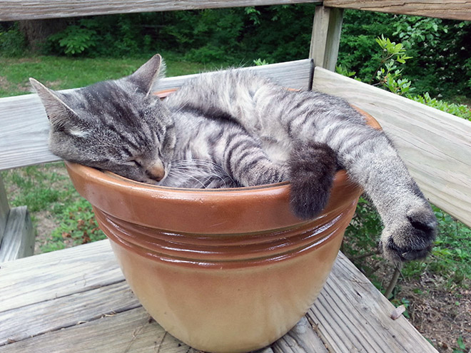Cat Plants You Probably Shouldn’t Water