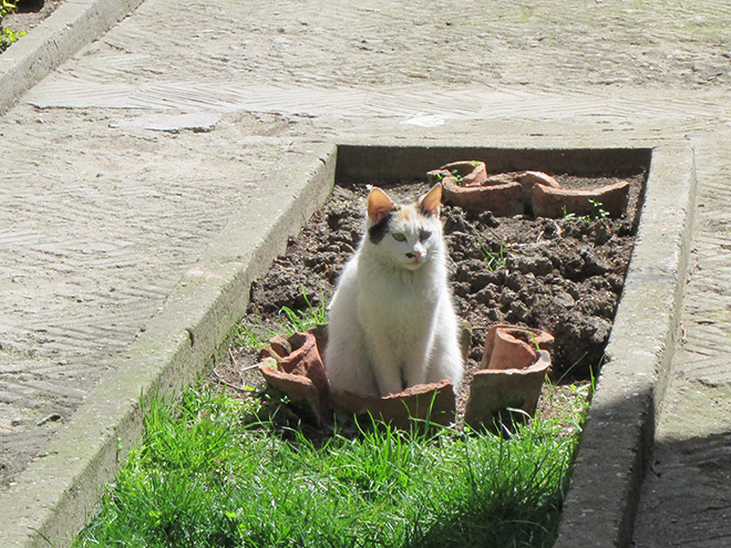 Cat Plants You Probably Shouldn’t Water