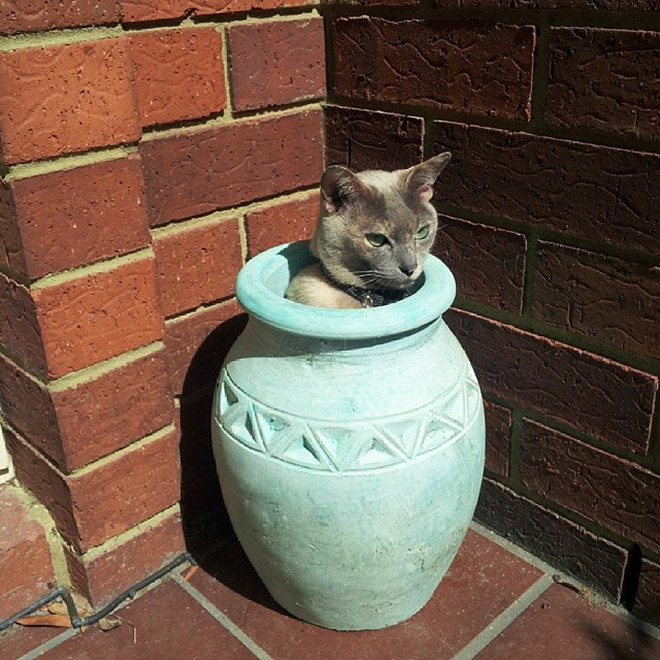 Cat Plants You Probably Shouldn’t Water