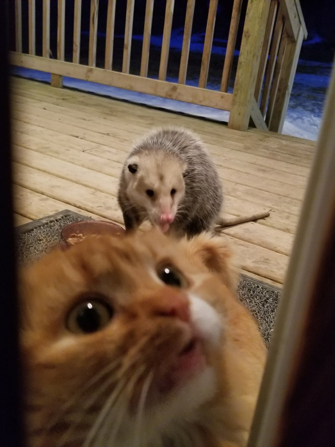 Cat’s Reaction To Possum Stealing Her Food Gets Better And Better With Every Picture