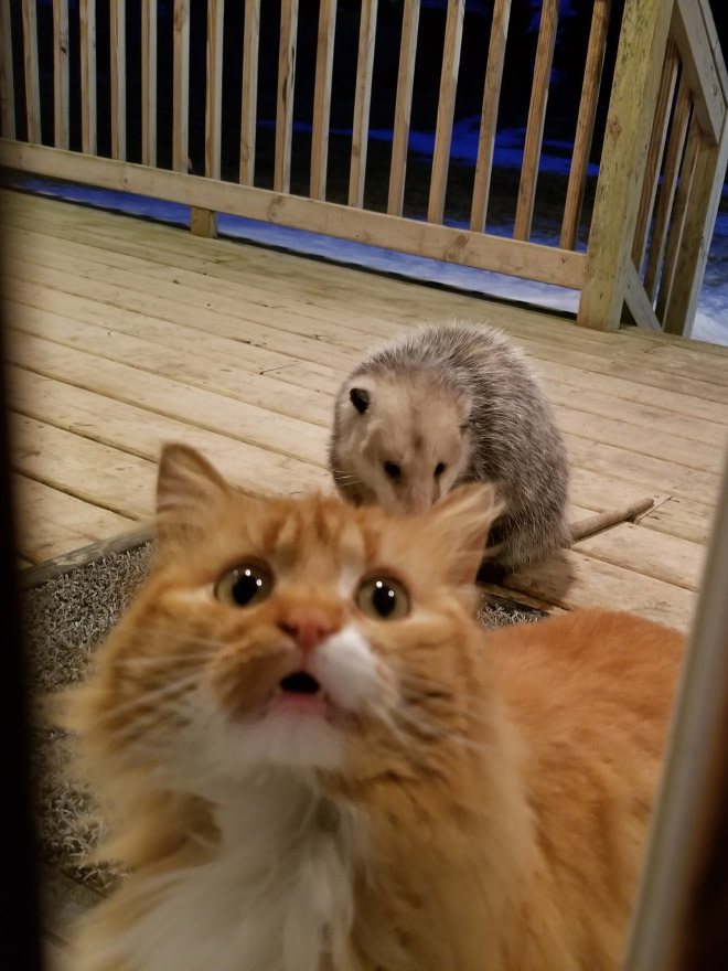 Cat’s Reaction To Possum Stealing Her Food Gets Better And Better With Every Picture