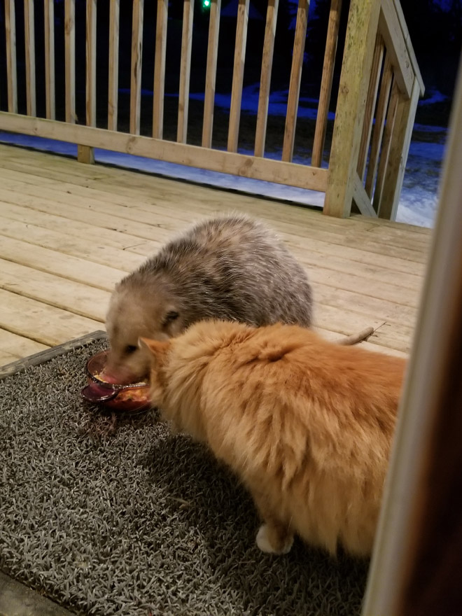 Cat’s Reaction To Possum Stealing Her Food Gets Better And Better With Every Picture